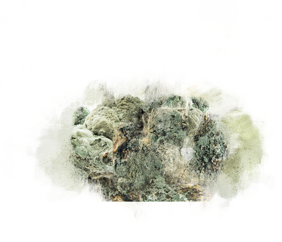 Odors caused by Mold and Mildew