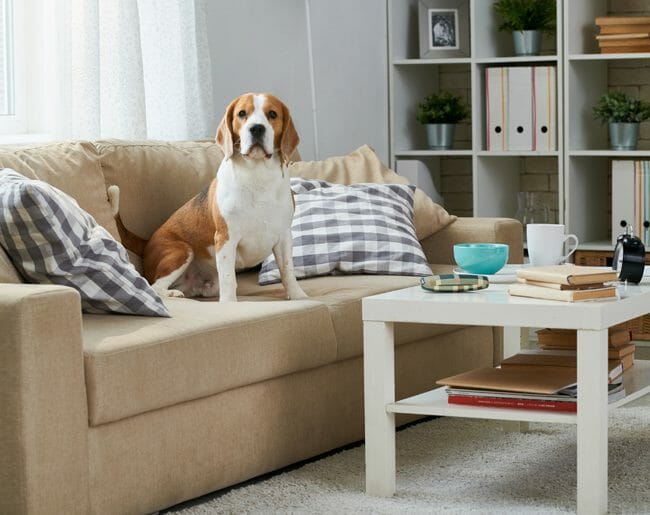 Dog in Home